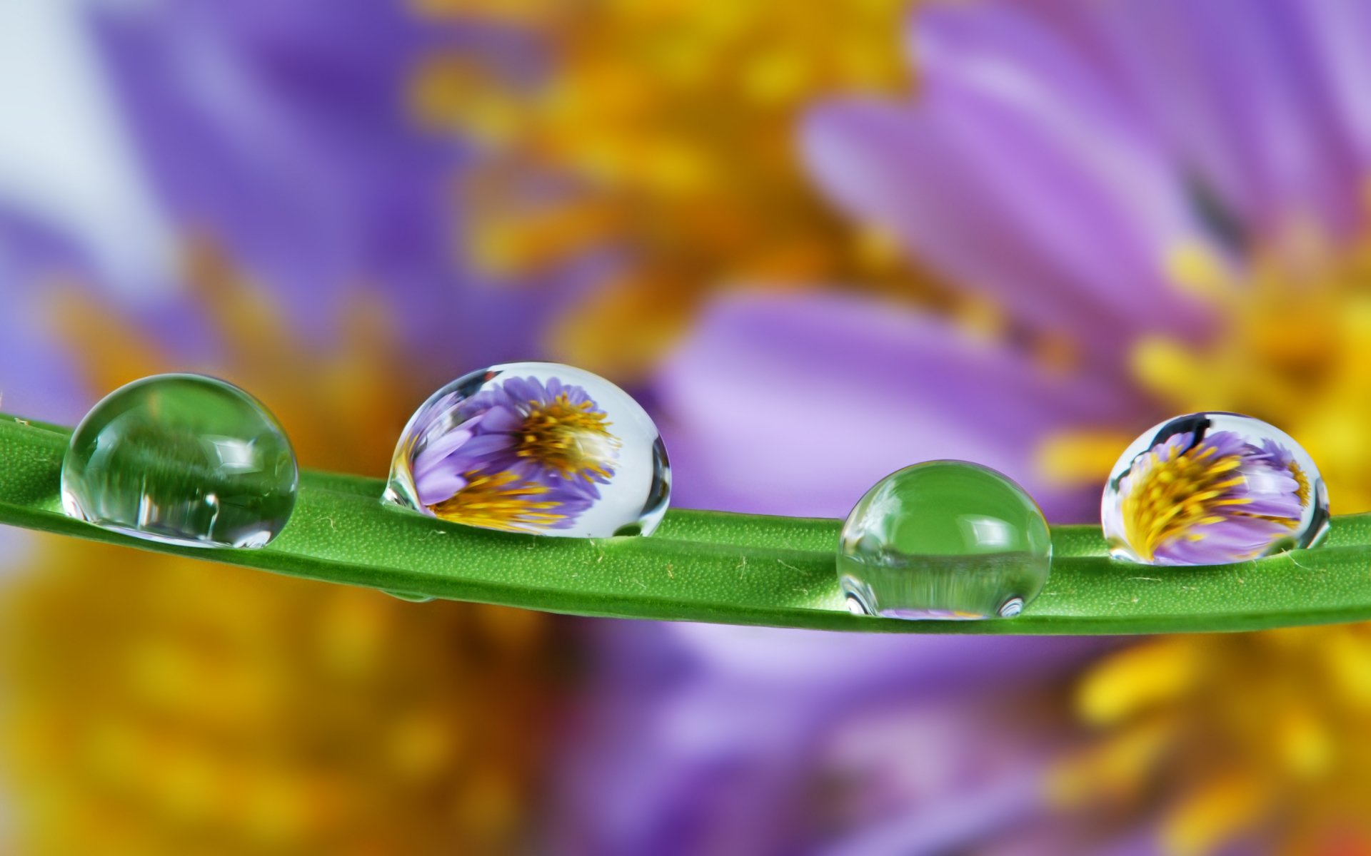 2K Quad HD PC desktop wallpaper — close-up nature shot of water drops on a green blade reflecting a purple and yellow flower.