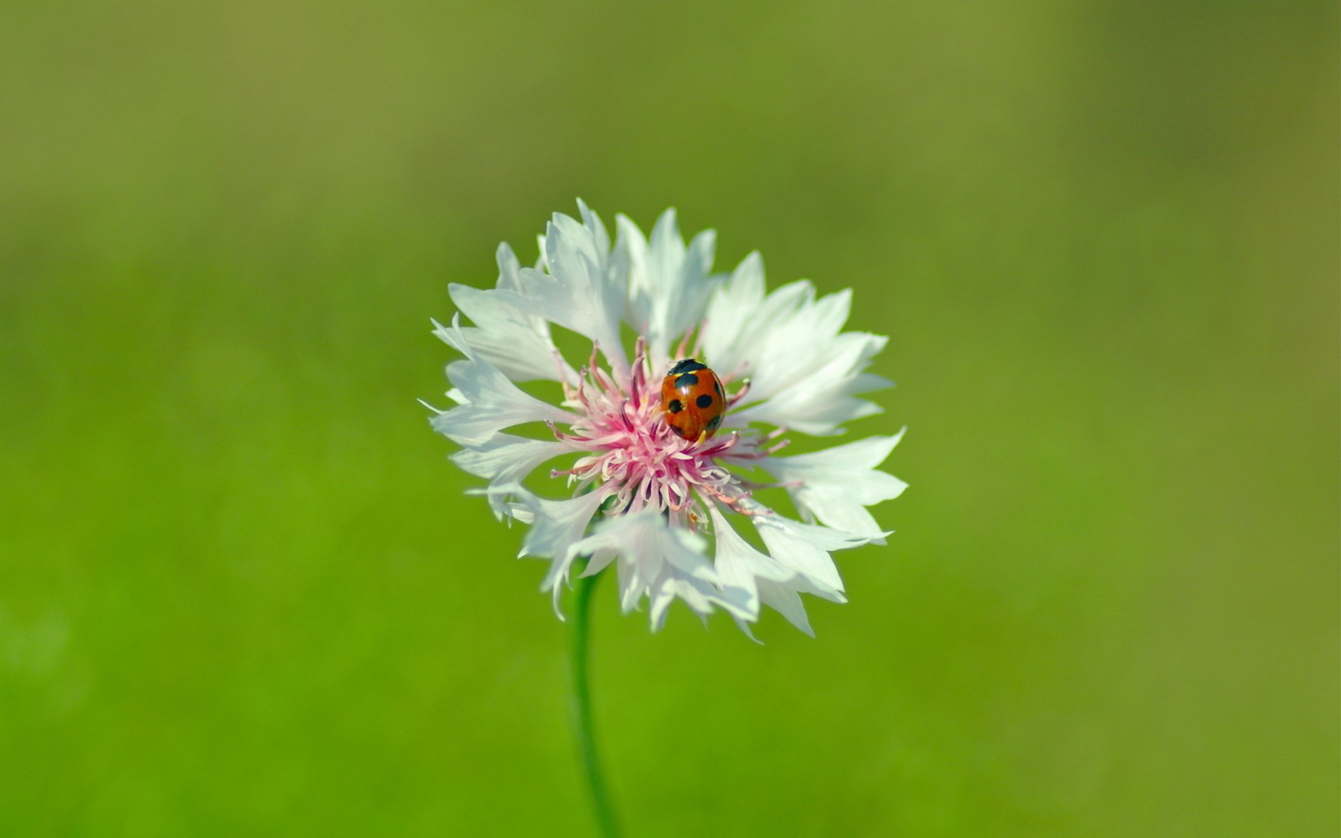 HD desktop wallpaper featuring a close-up of a ladybug perched on a delicate white flower against a soft green background.