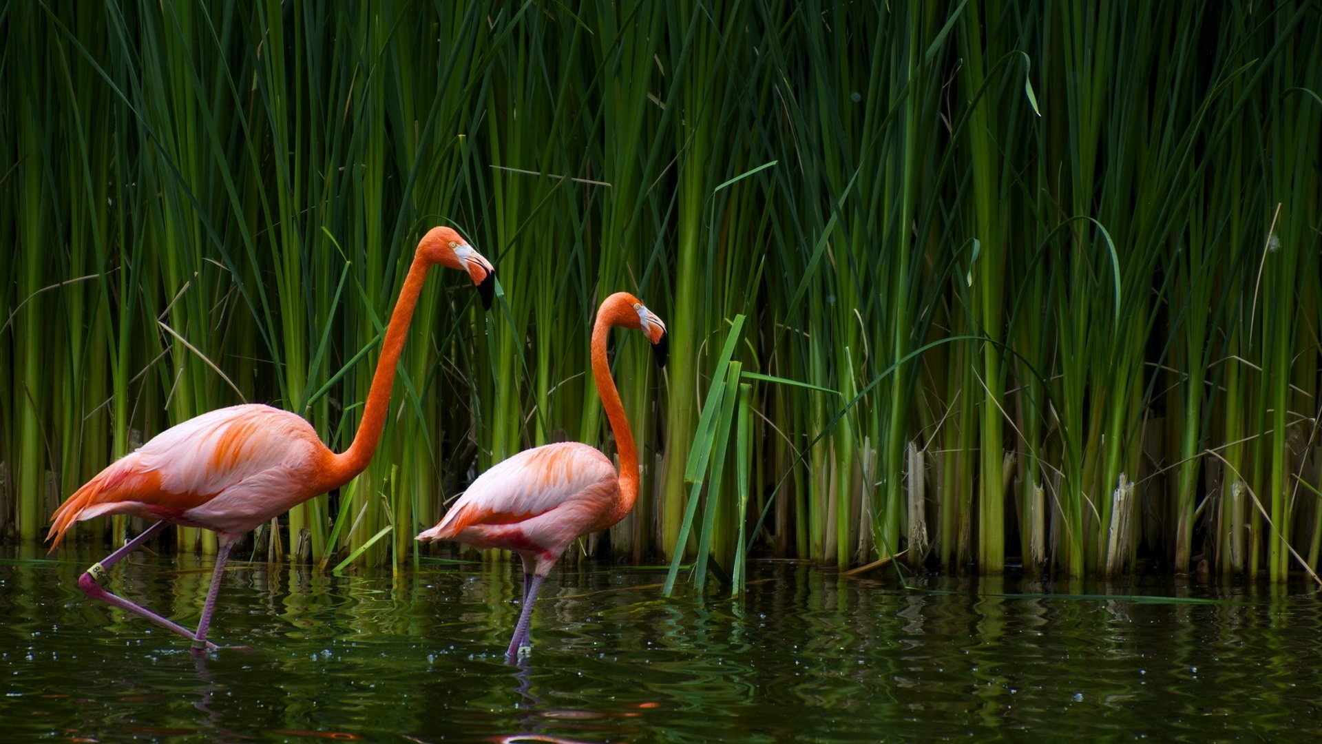 Flamingo Full HD Wallpaper And Background 1920x1080 ID408456
