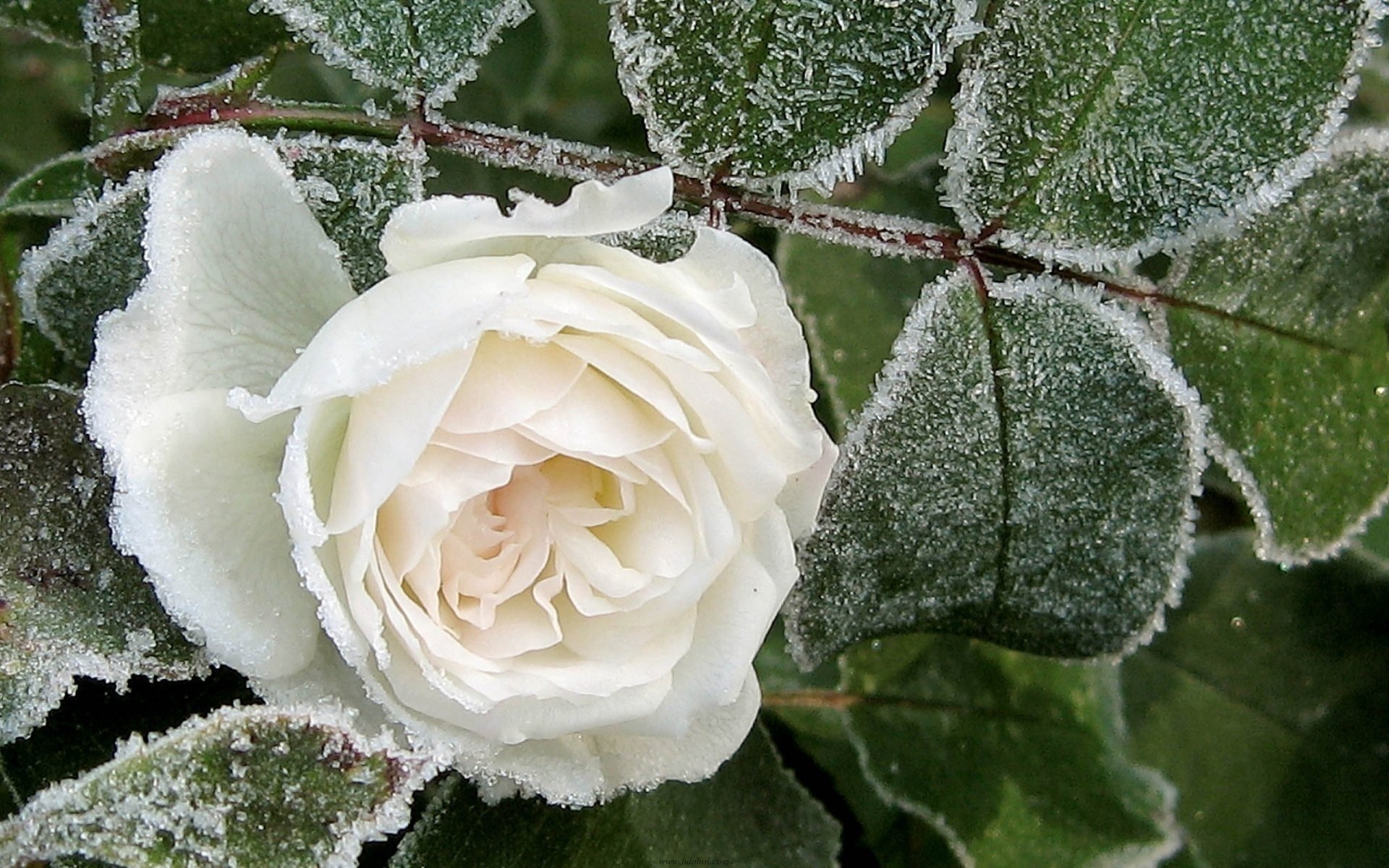 A delicate white rose covered in frost, surrounded by green leaves, showcased as a vibrant nature-themed HD desktop wallpaper and background.