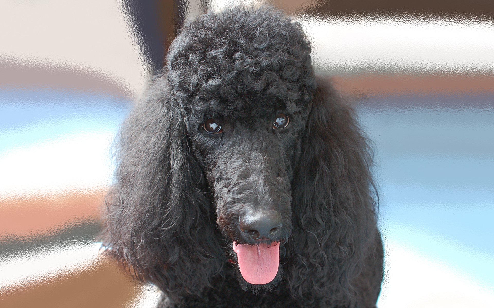 Moril-male poodle by Moril