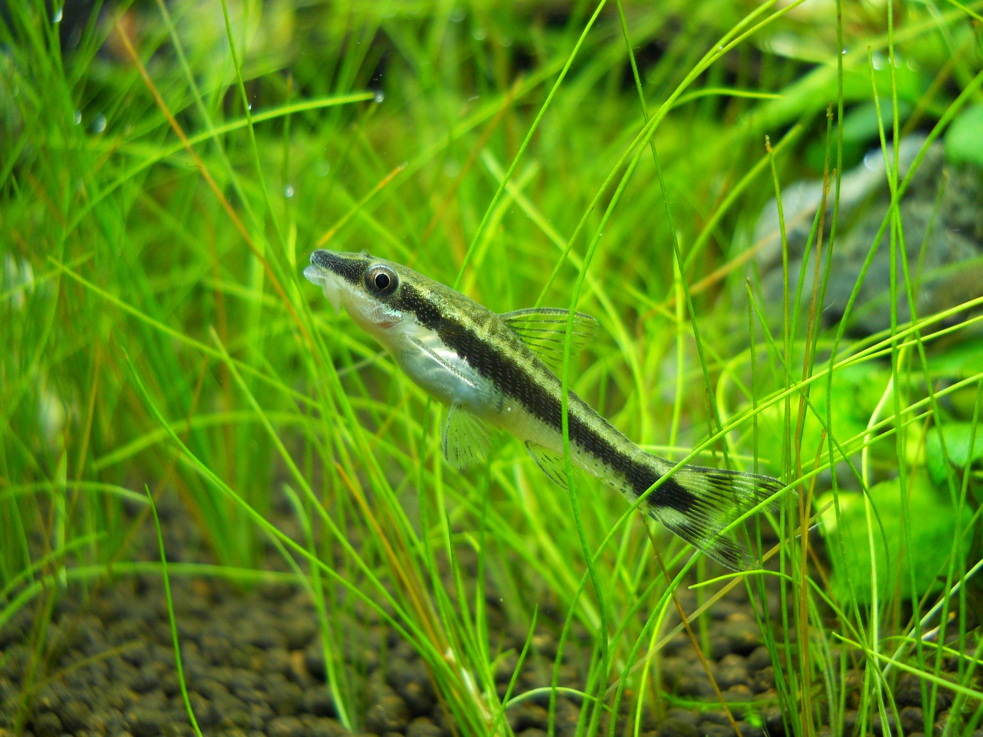Striped fish (animal) nestled among vivid green aquatic plants — 2K Quad HD PC desktop wallpaper and background.