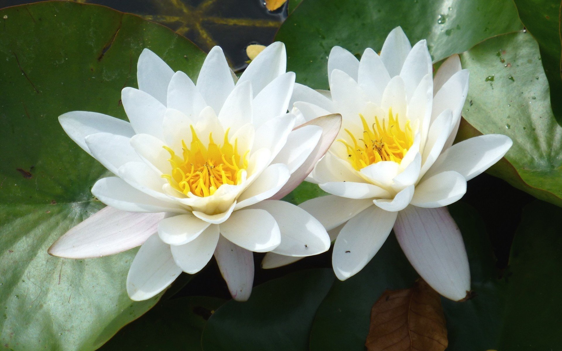 Download White Flower Flower Nature Water Lily HD Wallpaper