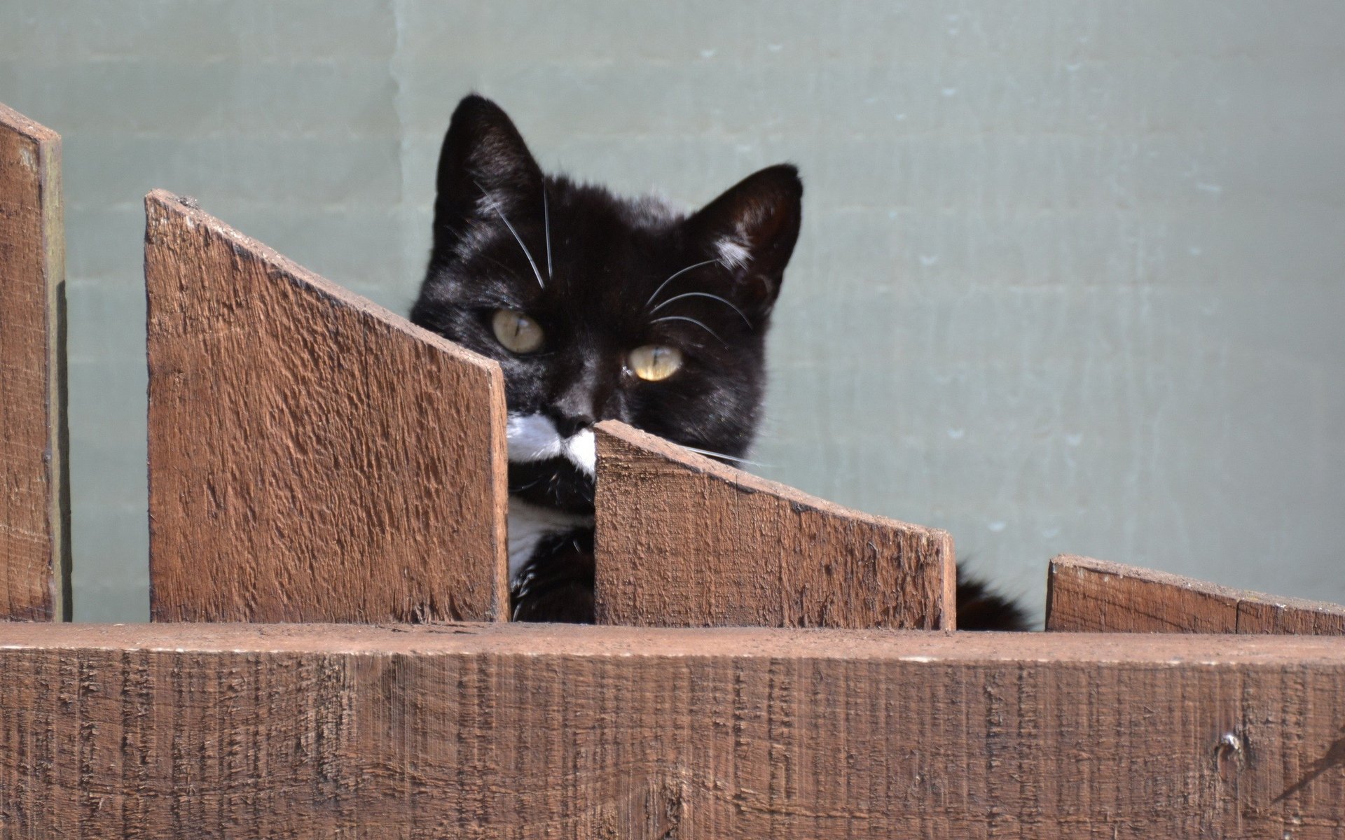 Animal, cat — black-and-white cat peeking over a wooden fence; HD PC desktop wallpaper background.