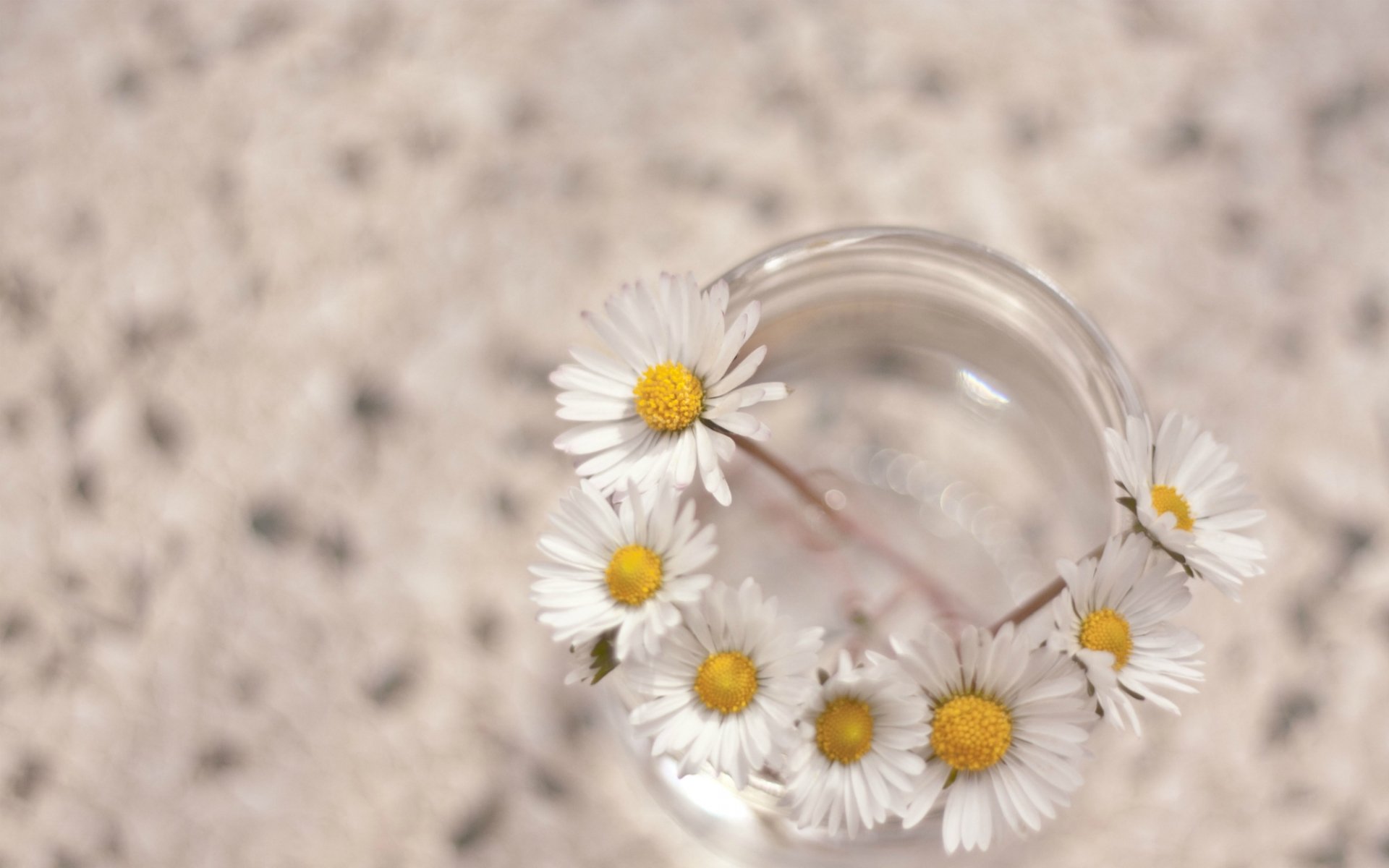 HD PC desktop wallpaper featuring a close-up of delicate white daisies with yellow centers arranged in a clear glass vase, set against a soft, blurred neutral background.