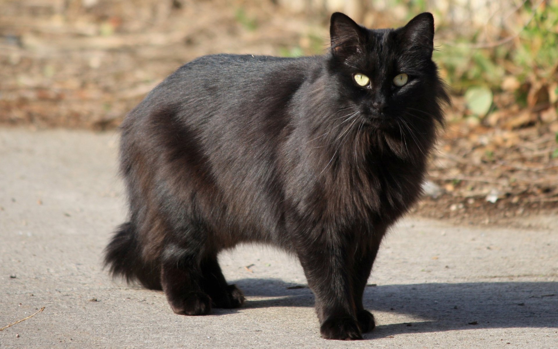 A striking black cat stands confidently on a path, featuring a lush coat and piercing yellow eyes, making it an engaging HD PC desktop wallpaper and background.