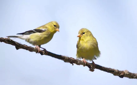  Moril-goldfinch couple
