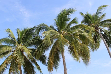 nature palm tree HD Desktop Wallpaper | Background Image