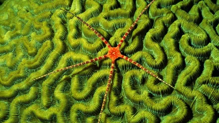 Animal starfish HD Desktop Wallpaper | Background Image