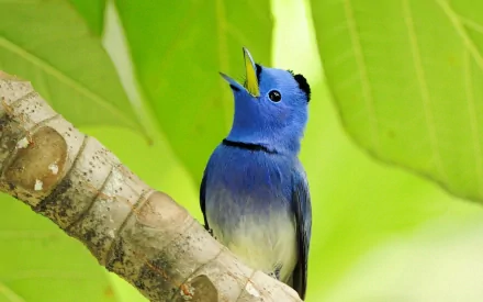 A stunning HD wallpaper featuring a Black-Naped Monarch perched on a branch, singing amidst vibrant green leaves, showcasing its striking blue plumage.