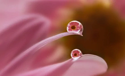 Close-up of two water drops on delicate pink petals with a blurred floral background, captured in HD for a nature-themed PC desktop wallpaper.