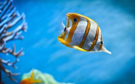 HD desktop wallpaper showing a butterflyfish swimming underwater with vibrant colors and clear water, featuring coral in the background.