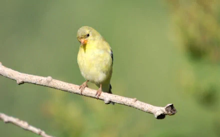  Moril-female goldfinch