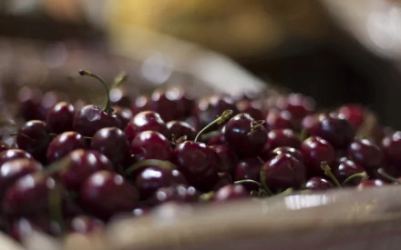 A close-up of fresh cherries, showcasing their vibrant colors in an appealing arrangement. This HD image serves as an attractive PC desktop wallpaper and background.
