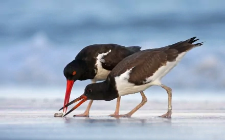 Two oystercatchers forage on a beach, their striking black and white plumage contrasting with the gentle waves in the background. A captivating image for a nature-themed desktop wallpaper.