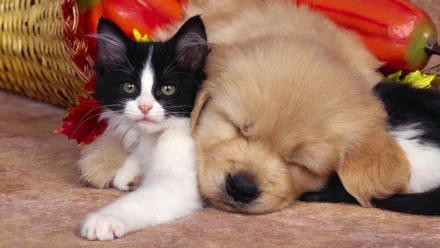 A HD wallpaper featuring a black and white kitten snuggling next to a sleeping golden puppy. The adorable pair are lying on a soft surface with a background of warm autumn colors.