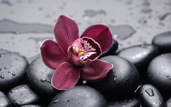 A maroon orchid rests on wet, smooth black stones, with droplets reflecting light, creating a serene and elegant nature-themed HD desktop wallpaper background.