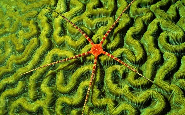 Animal starfish HD Desktop Wallpaper | Background Image