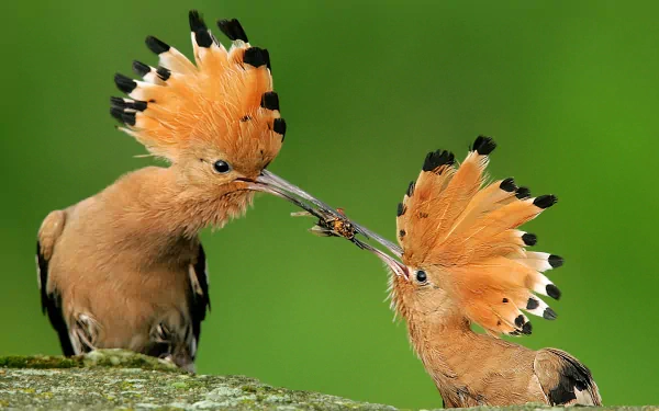 A stunning HD wallpaper featuring two hoopoes, distinct with their vibrant orange and black crests, sharing a bug in a lush green setting, showcasing their natural behavior.