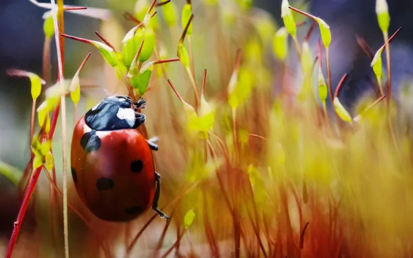 bug Animal ladybug HD Desktop Wallpaper | Background Image