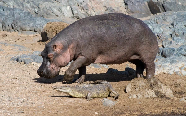 A hippo walking near a crocodile on a rocky, sandy terrain captured in stunning 4K Ultra HD, creating a vivid PC desktop wallpaper background.