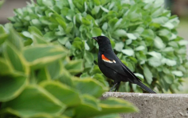  Moril-red winged blackbird on thr ground