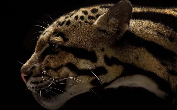 Close-up profile of a clouded leopard against a dark background, featured as an HD PC desktop wallpaper and background image.