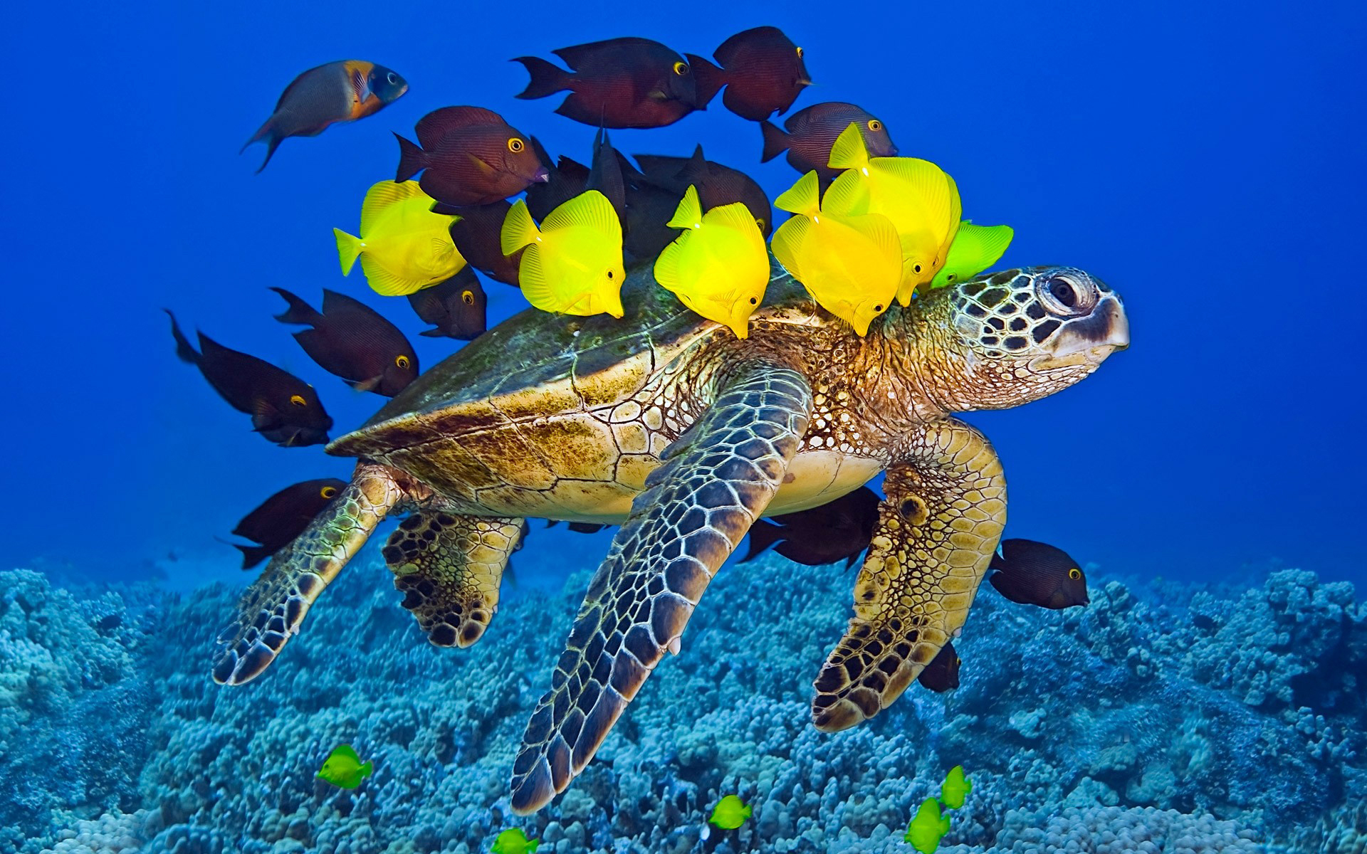 Sea Turtle HD Wallpapers and Backgrounds
