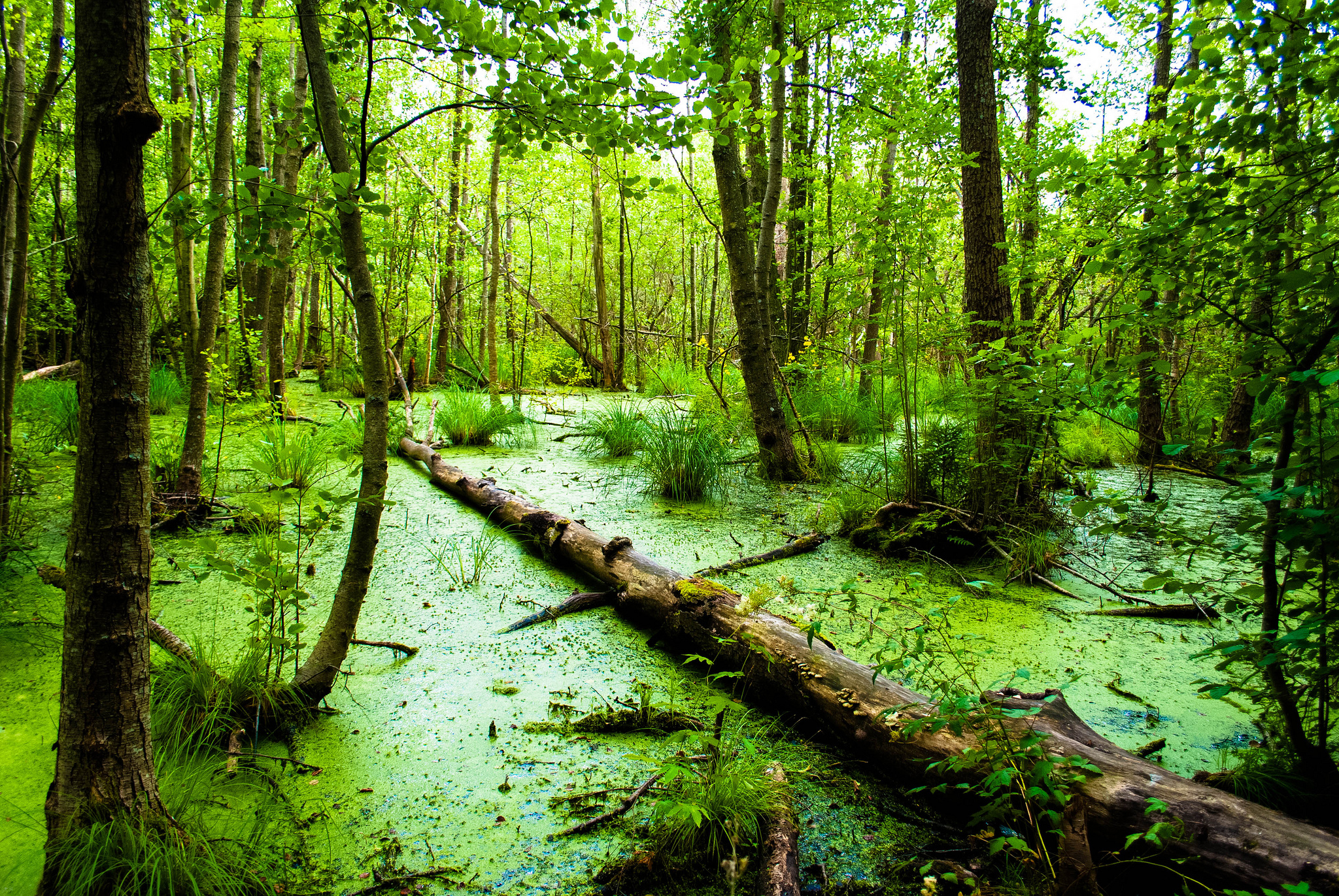 Download Nature Swamp HD Wallpaper