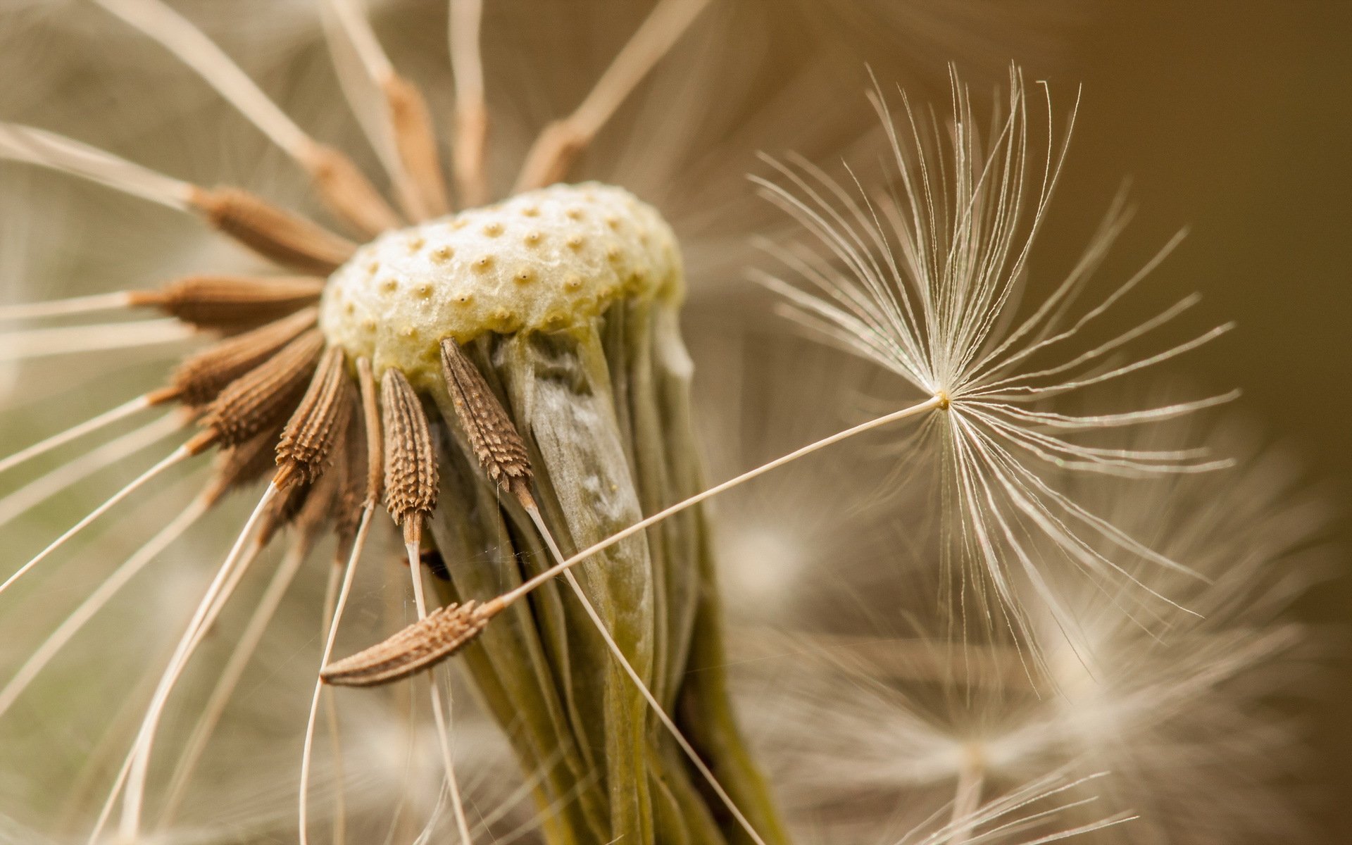 Close-up HD desktop wallpaper of a dandelion seed head with delicate seeds dispersing, capturing the fragile beauty of nature.