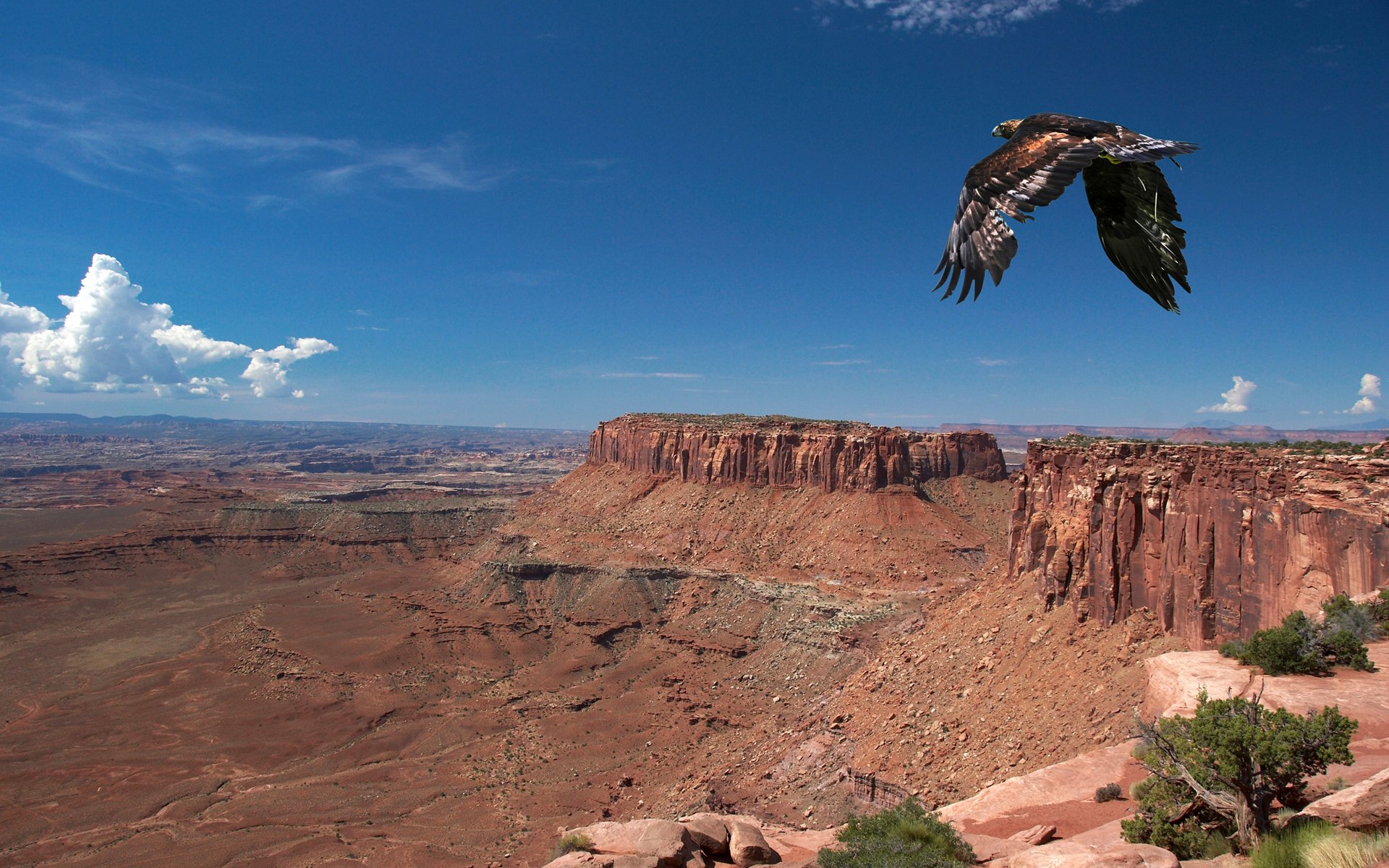 A majestic eagle soars over a breathtaking landscape of canyons and cliffs under a clear blue sky, captured in stunning HD quality for a striking desktop background.
