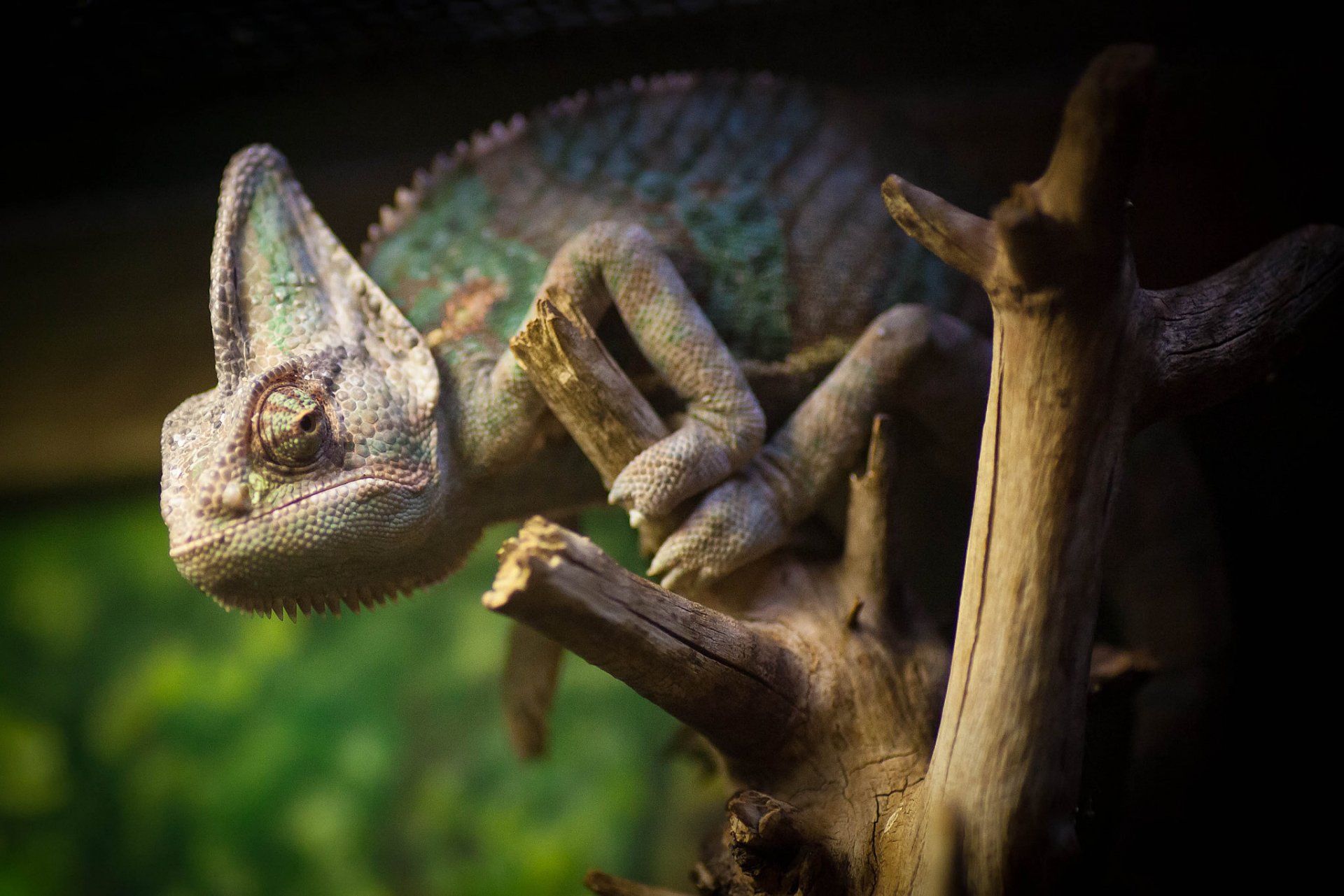 Chameleon HD Wallpaper