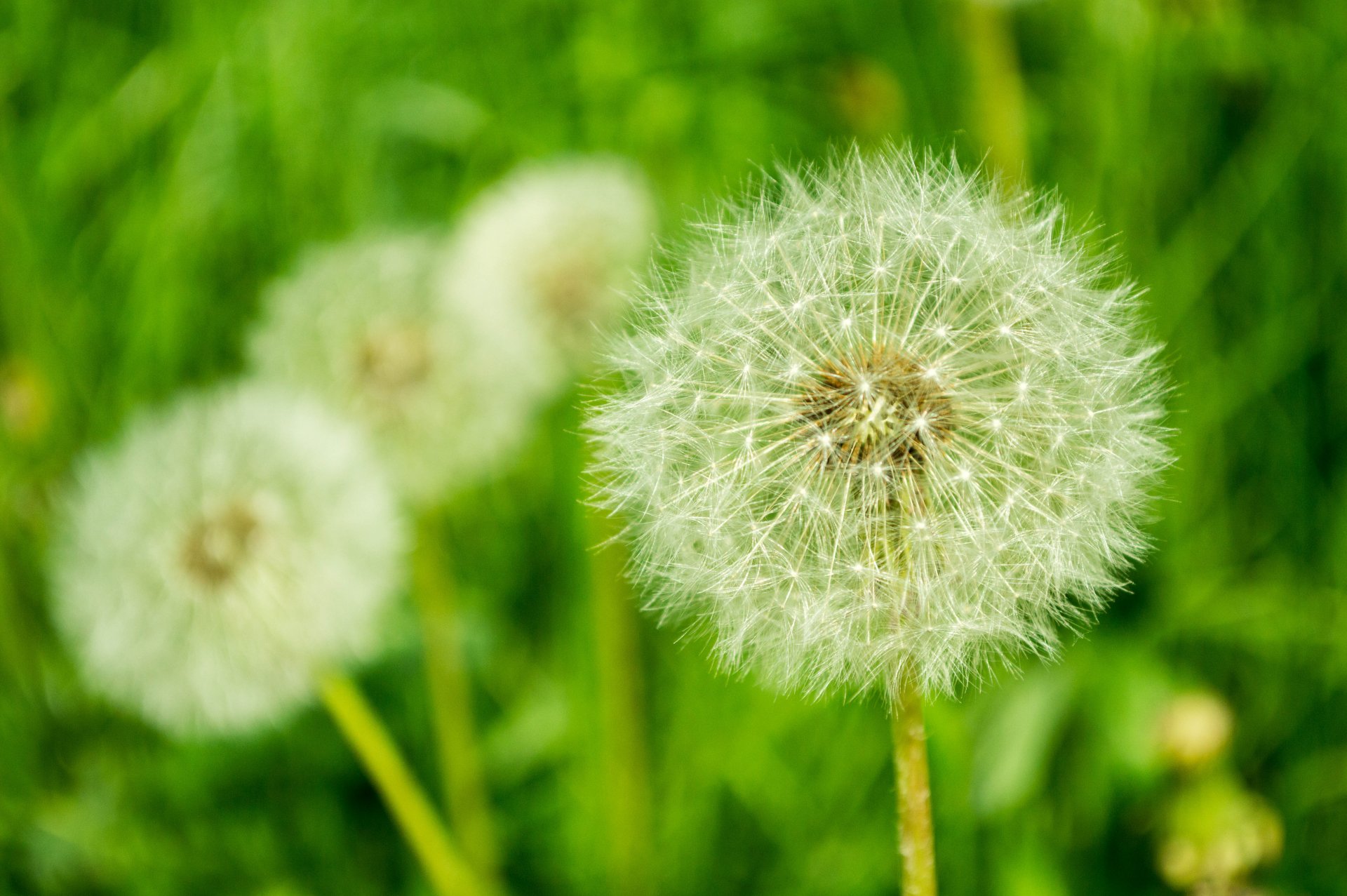 Download Nature Dandelion 4k Ultra HD Wallpaper