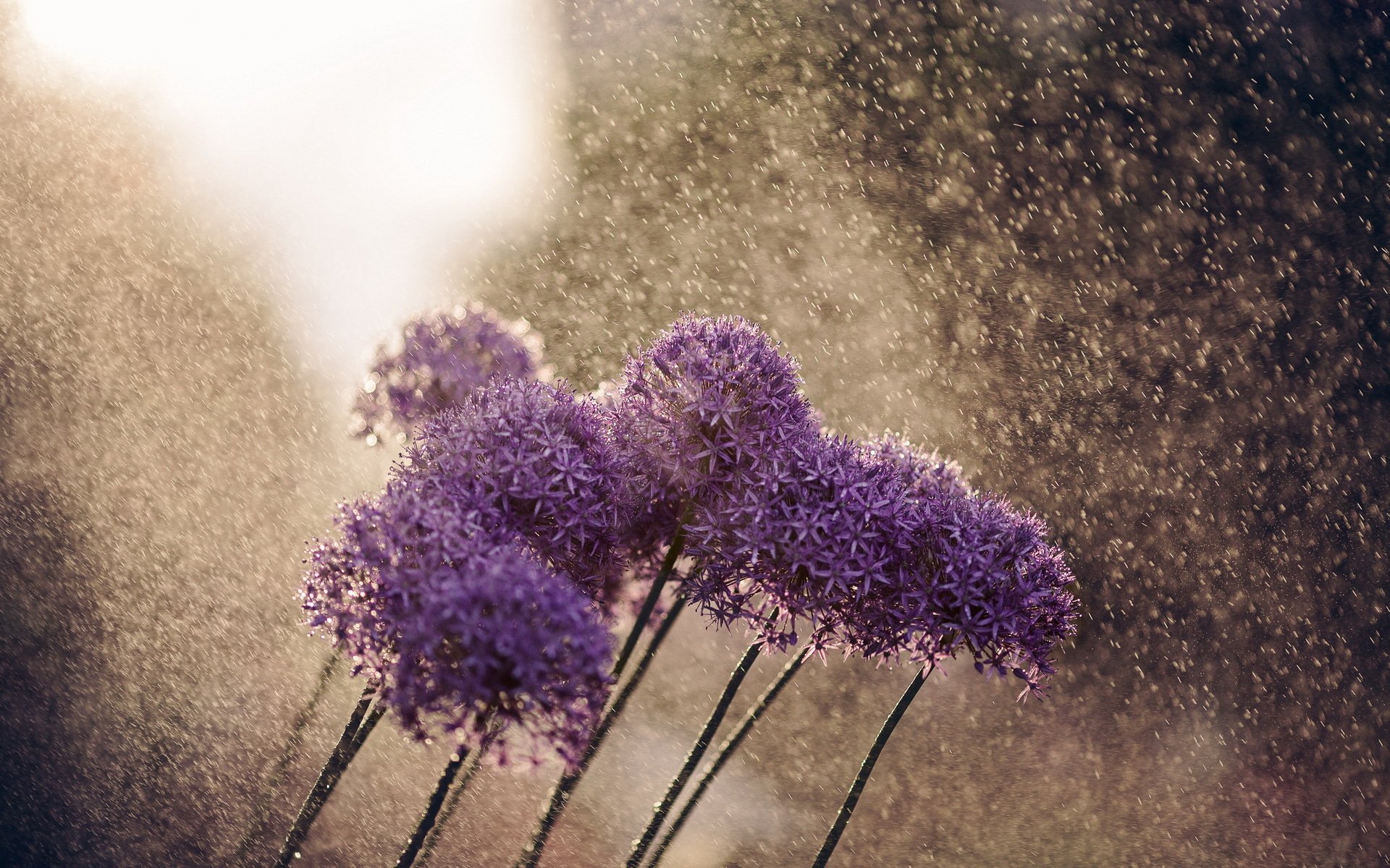HD PC desktop wallpaper featuring delicate purple flowers with water droplets sparkling in soft, natural light against a blurred, misty background.