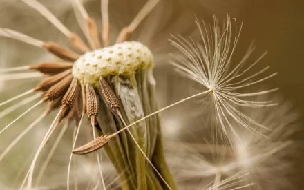 Close-up HD desktop wallpaper of a dandelion seed head with delicate seeds dispersing, capturing the fragile beauty of nature.