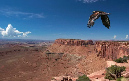 A majestic eagle soars over a breathtaking landscape of canyons and cliffs under a clear blue sky, captured in stunning HD quality for a striking desktop background.