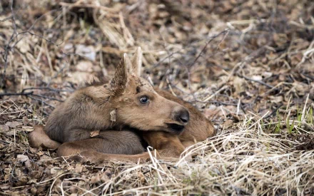HD desktop wallpaper of a cute young moose resting in dry grass and leaves, showcasing the animal’s gentle expression in a natural outdoor setting.