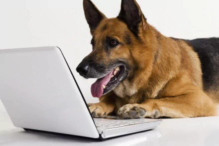 HD desktop wallpaper featuring a German Shepherd with its tongue out, attentively looking at a laptop screen. The dog appears engaged and curious, set against a clean white background.