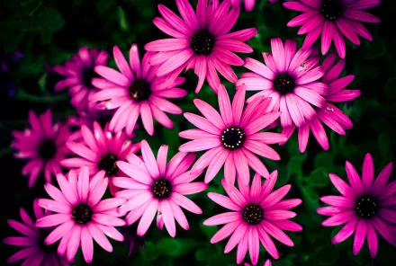 Vibrant clusters of pink daisies bloom against a dark backdrop, creating a striking nature scene. This HD wallpaper offers a beautiful floral display for your desktop background.
