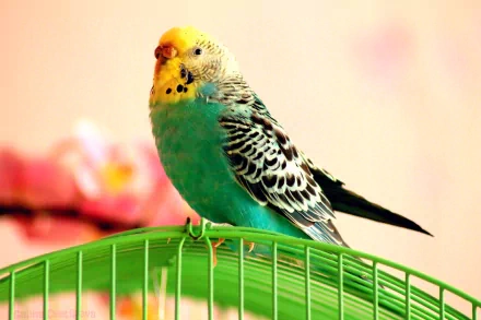 A vibrant budgerigar perched on a green cage, surrounded by soft pink blossoms, showcased in a high-definition PC desktop wallpaper.