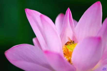 HD desktop wallpaper featuring a close-up of a bee perched on the vibrant pink petals of a blooming flower with a blurred green background.