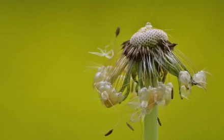 Close-up of a dandelion with seeds dispersing against a soft green background, captured in high definition for a nature-themed PC desktop wallpaper.