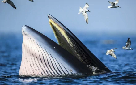A majestic whale breaching the surface of the ocean, surrounded by seabirds, creating a stunning HD desktop wallpaper and background showcasing marine life.