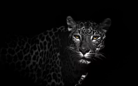 A striking HD wallpaper featuring a close-up of a leopard's face, showcasing its distinctive spots and captivating golden eyes against a dark background.