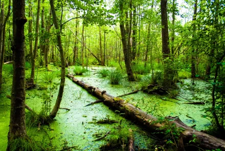 HD PC desktop wallpaper of a lush green swamp with trees and a fallen log covered in vibrant moss and algae, showcasing serene natural beauty.