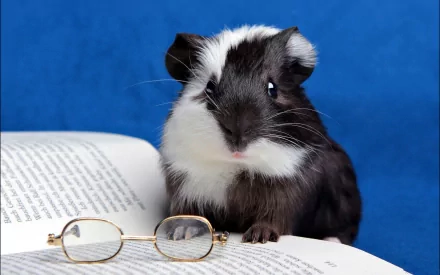 A charming guinea pig sits on an open book with glasses nearby, set against a vibrant blue background, creating a delightful HD wallpaper for animal lovers.