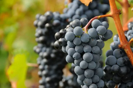 A close-up of ripe grapes hanging on vines, showcasing their rich color and texture. This vibrant image serves as a stunning HD desktop wallpaper or background.
