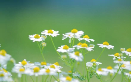 HD PC desktop wallpaper featuring a close-up of white daisies with yellow centers against a soft green nature background.