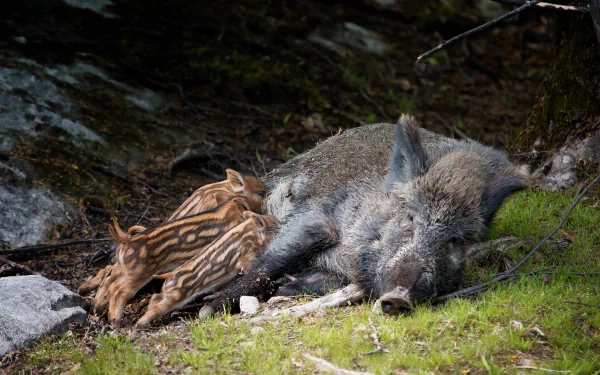 HD PC desktop wallpaper showing a wild boar resting on mossy ground with her striped piglets nursing in a natural forest setting.