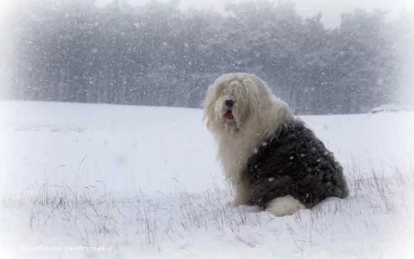 An Old English Sheepdog sits in a snowy landscape, surrounded by softly falling snowflakes, showcasing its fluffy coat against a serene winter background.